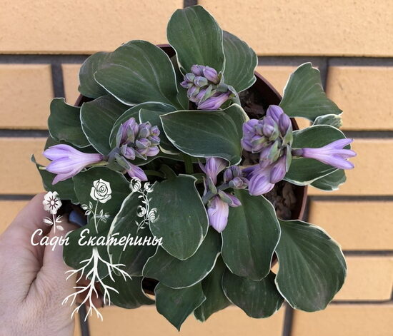  № 69 Mouse Aquarel